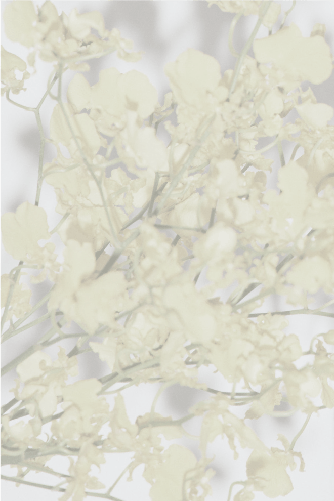 黄色の花の背景