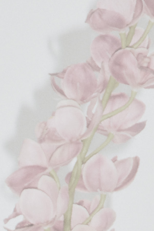ピンク花の背景